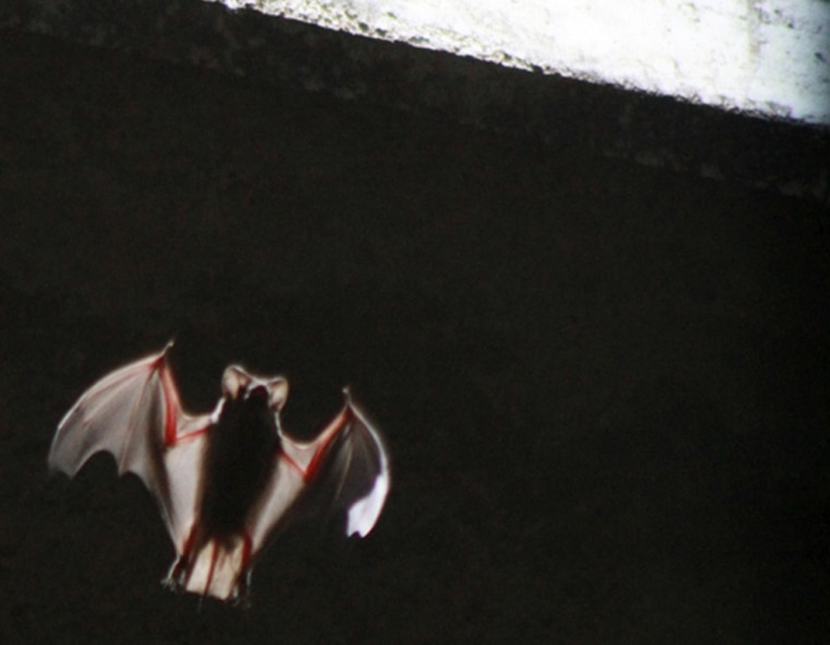 Image: One of some 1.5 million bats emerges from below the Congress Street Bridge near downtown Austin