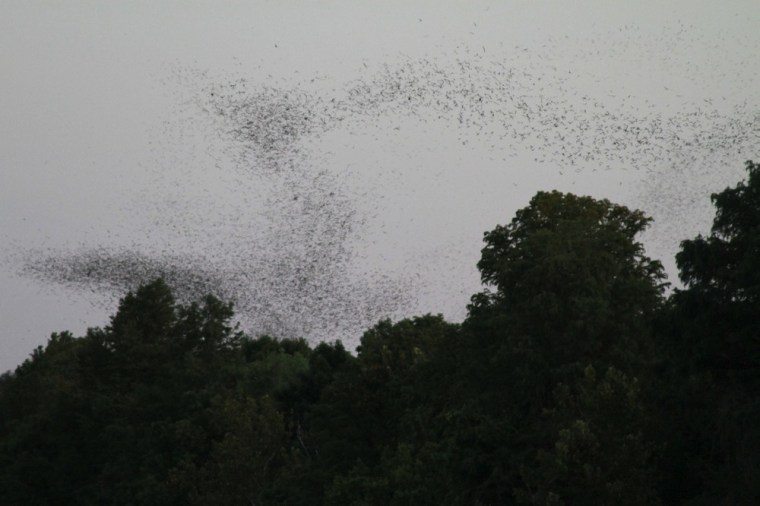 Image: Some of 1.5 million bats move through the sky near downtown Austin