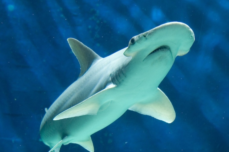 This bonnethead shark may be the oldest of its species. The shark, which lives in the Tennessee Aquarium in Chattanooga, is about 22 years old, 10 years older than most wild bonnetheads and five years older than the oldest ever caught in the wild.