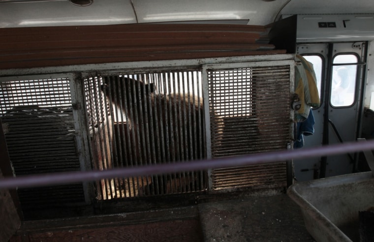 Image: Katya, a 36-year-old bear, moves uneasily in her cage placed inside a bus