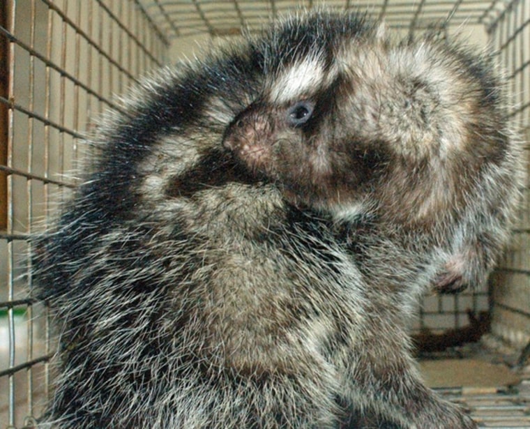 This crazy crested, or maned, rat has been known to kill dogs, but researchers have just found out how. The large rodent stores its poison-laced spit (after eating the poison-arrow plant) in special hollow hairs in its mohawk. When a predator grabs at them, they get stung with the poison-and-spit-tipped hairs, which sicken and can kill them.