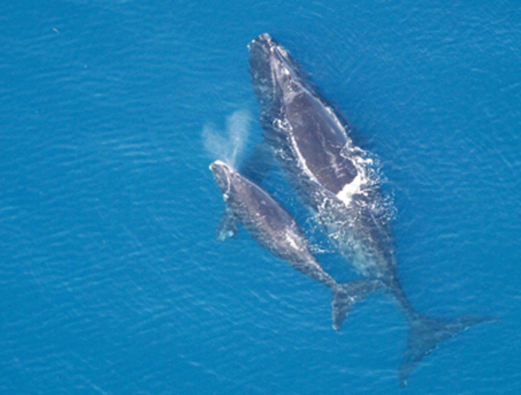 North Atlantic right whales, shown here, are at higher risk of colliding with ships since they feed at shallow depths and vessels can't see them.