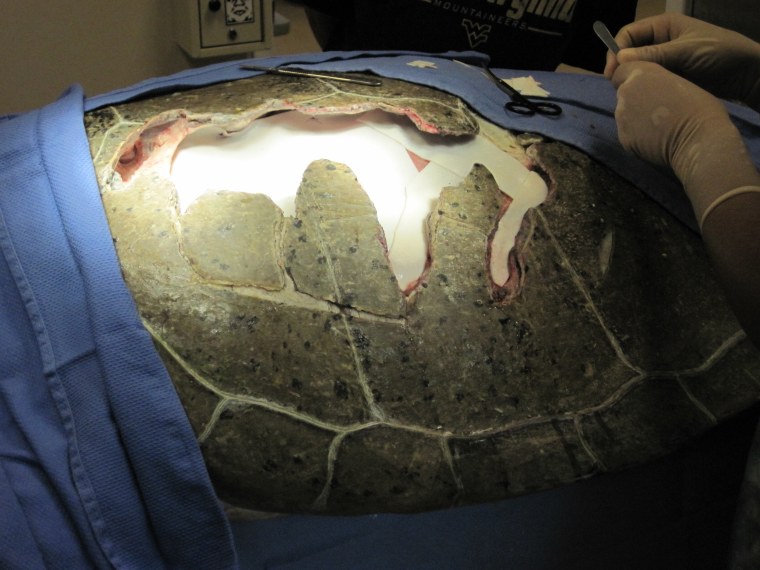 Image: Tissue implanted into turtle