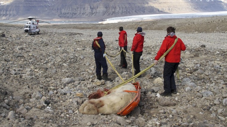 Image: People pull remains of male polar bear away from scene after it was shot by member of a group of British campers on central island of Spitsbergen