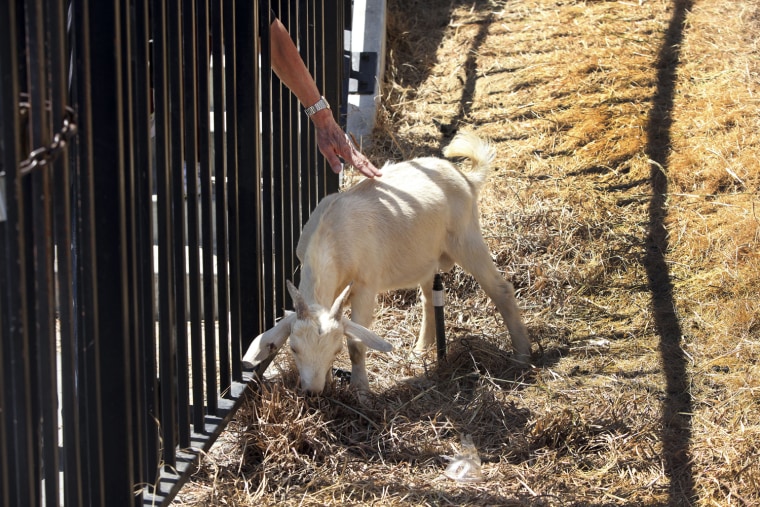 Image: A visitor pets a goat from a herd brought in to graze on dried brush beneath the Angels Flight railway, in Los Angeles.