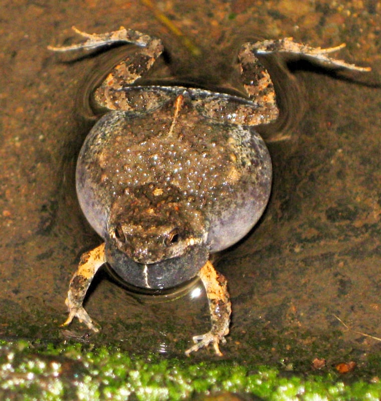 Image: Túngara frog
