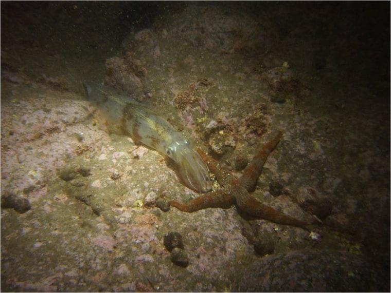 Image: Squid species at spawning ground