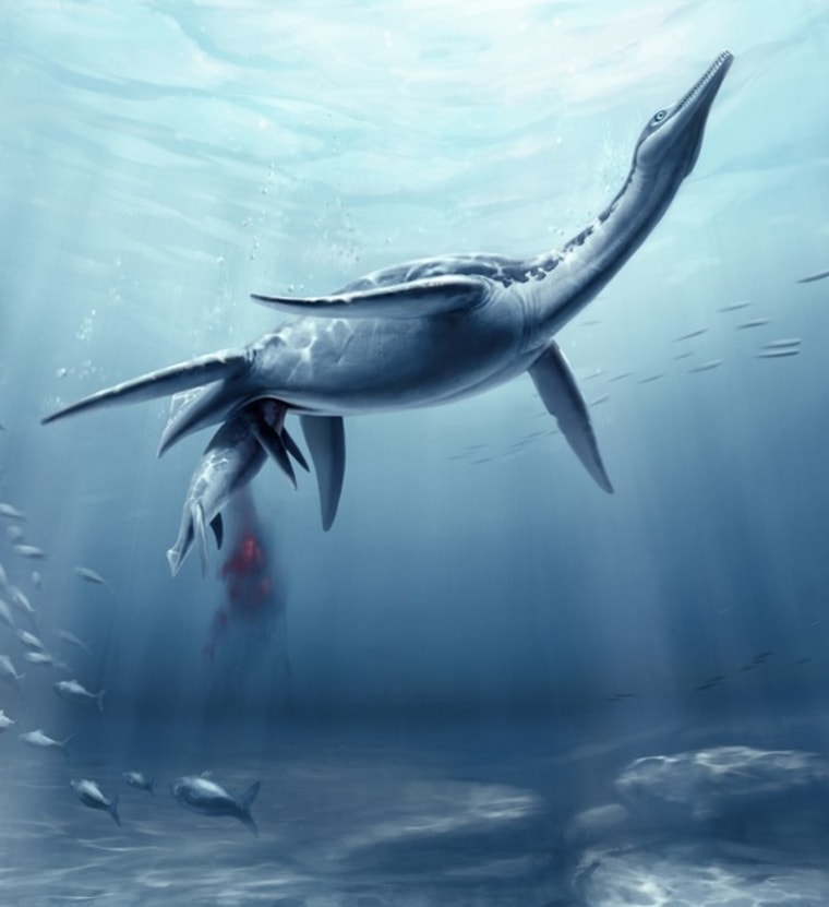 Plesiosaur Polycotylus latippinus giving birth to a single, large young, based on a fossil found in Kansas. Plesiosaurs were apparently unique among marine reptiles living during the age of dinosaurs in that they gave birth to single, large young, a trait more commonly associated with marine mammals rather than other reptiles.