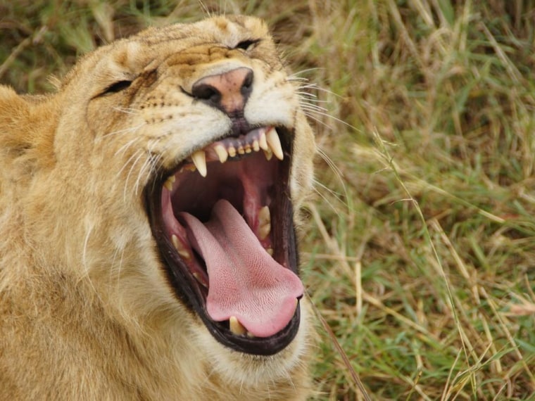 How do lions grab attention? They roar like babies