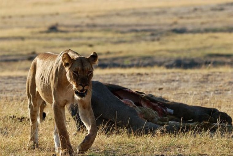 Image: Lioness leaving an elephant carcass