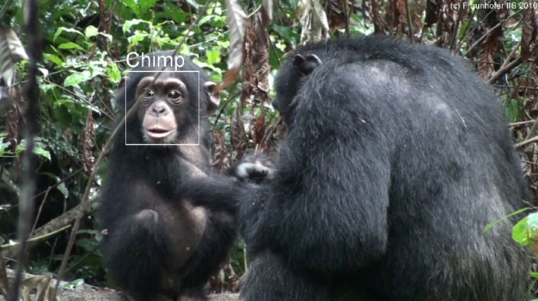 Image: Facial recognition of chimps
