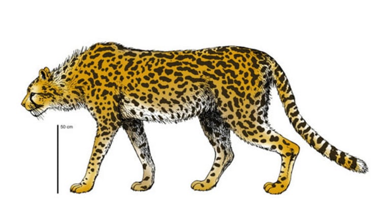 The extinct cheetah,Acinonyx pardinensiswould have weighed double what its modern cousin weighs (shown here in a reconstruction).