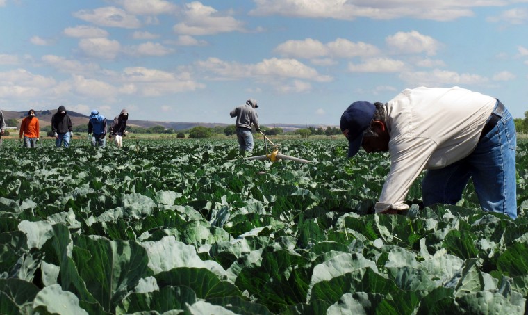 Image: indigenous Mexican farm workers cut weeds in a cabbage field