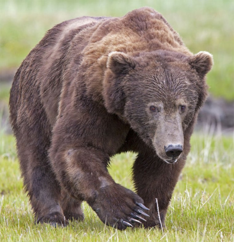 A male grizzly bear, also known as a brown bear. While the more common black bears are unlikely to kill when they are surprised or feel threatened by a human, grizzly bears, the more aggressive species, is more likely to kill in a defensive attack. 