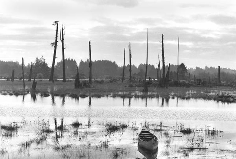 Image: Dead trees in southern Washington