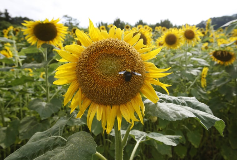 Image: A bee is pictured on a sunflower in Fukushima