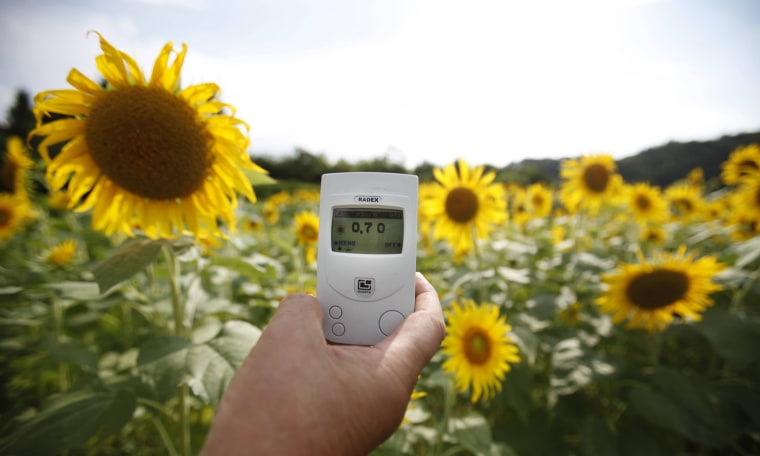 Image: A geiger counter is placed in front of sunflowers in full bloom in Fukushima, northern Japan
