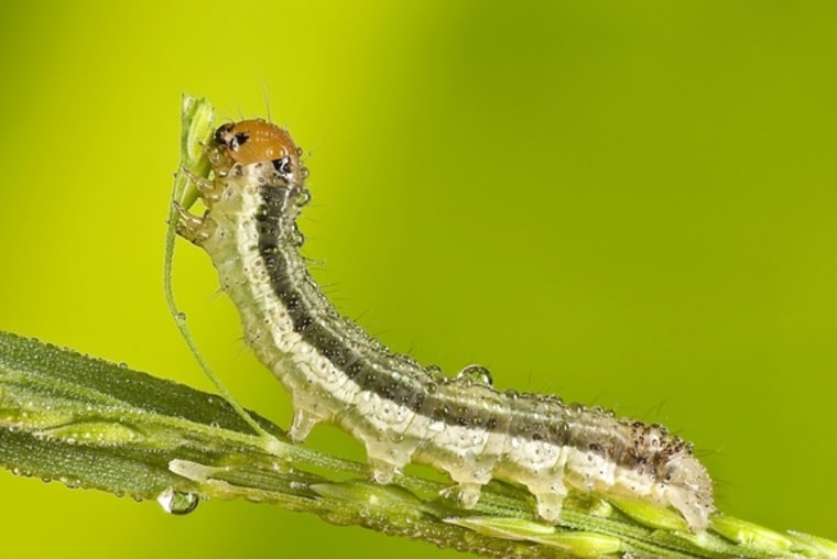 Macro photo of caterpillar on stem