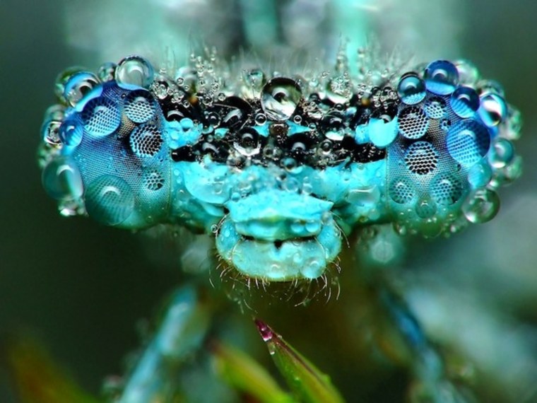 Macro photo of dew-covered dragonfly head