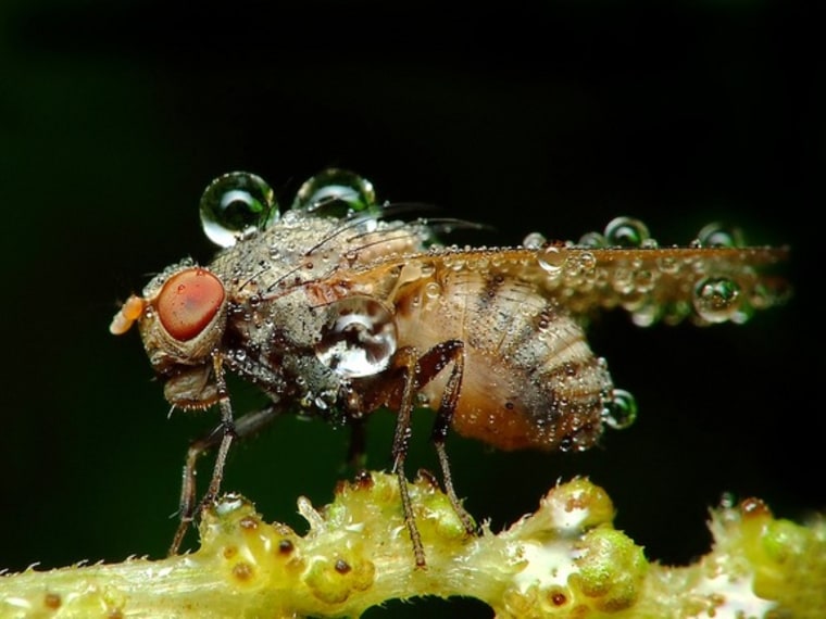 A decorated fly rests.