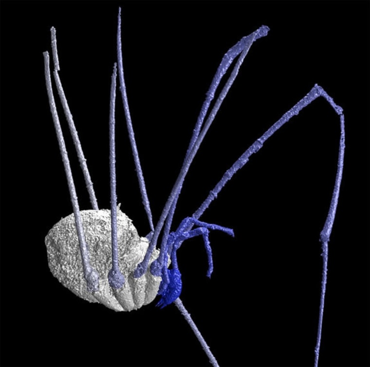 A 3-D reconstruction of one of two ancient daddy longlegs (this one in the order Eupnoi) discovered in France. Both fossils reveal these arachnids haven't changed much over time.