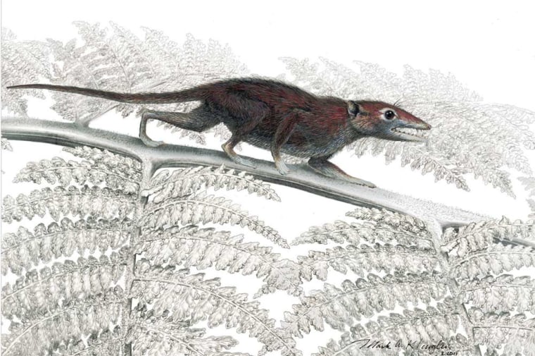 The earliest-known eutherian mammal is depicted hunting on a tree fern.