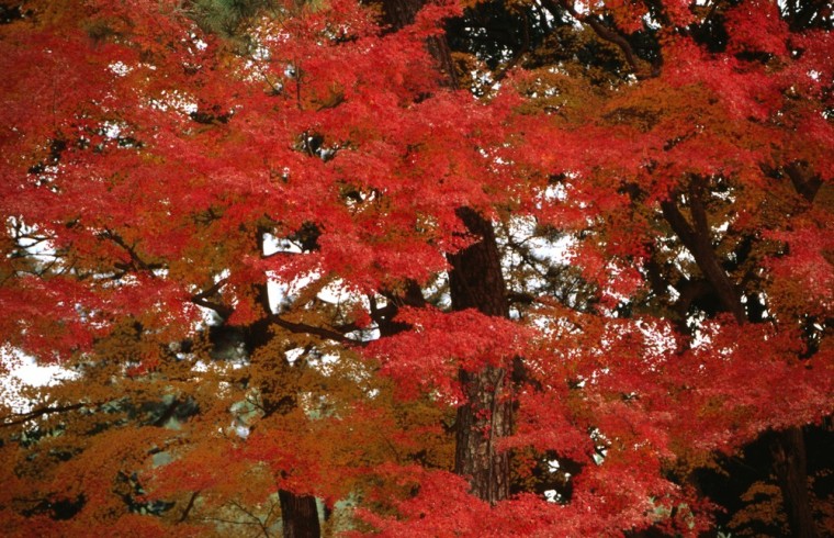 Image: Autumn trees at Kyoto Imperial Palace