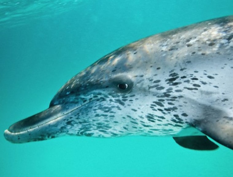 Florida researchers are developing a two-way communication system with a wild spotted dolphin pod in the Atlantic.
