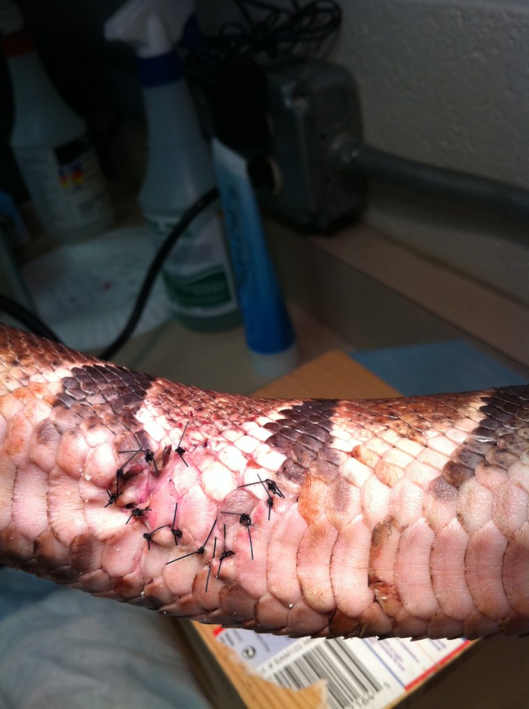 The snake received stitches after the incident.