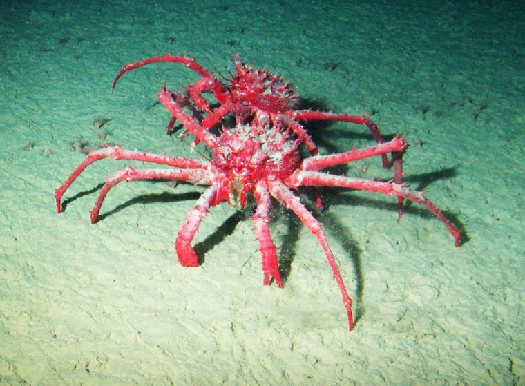 The king crab population in the Palmer Deep "is likely to serve as an important model for the potential invasive impacts of crushing predators," researchers say.