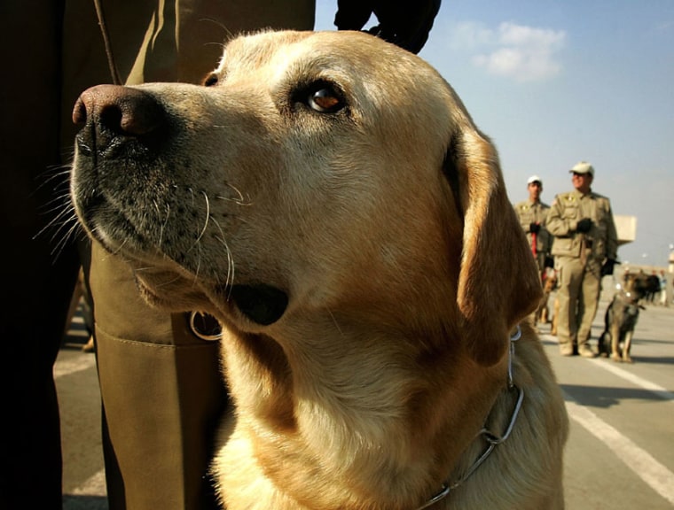 U.S. forces are using more canines and robots to carry out dangerous missions.