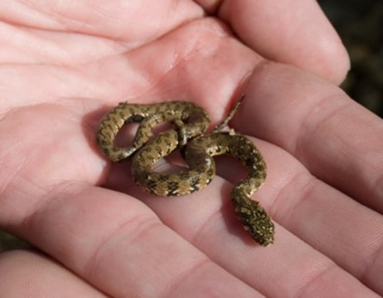 Image: baby snake