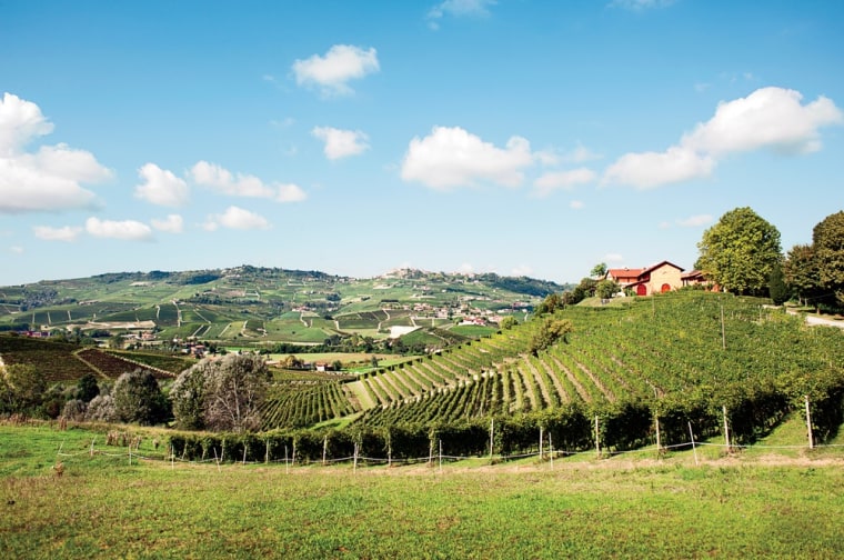 Image: The Tenuta Montanello vineyard