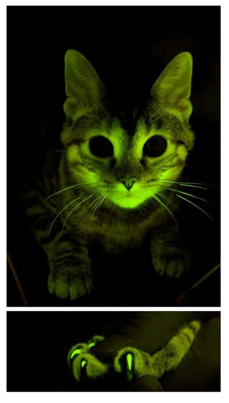 Image: Handout photo of a genetically modified cat used in AIDS research