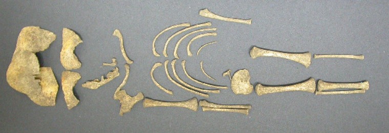 One infant's skeleton found at the Hambleden site. An analysis of remains from 35 infants revealed they were most likely killed at birth.