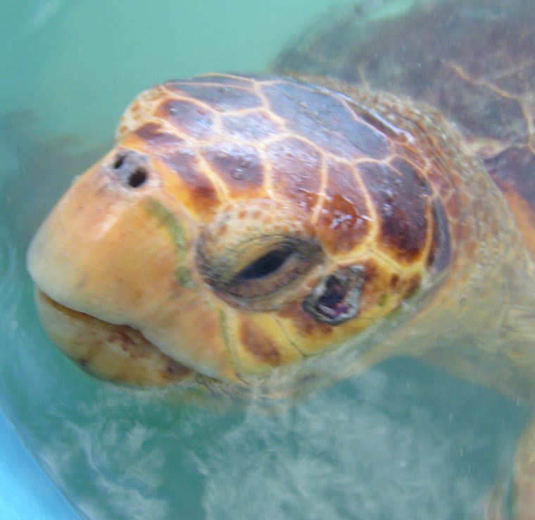The scar from a spear is seen on the side of a loggerhead's face.