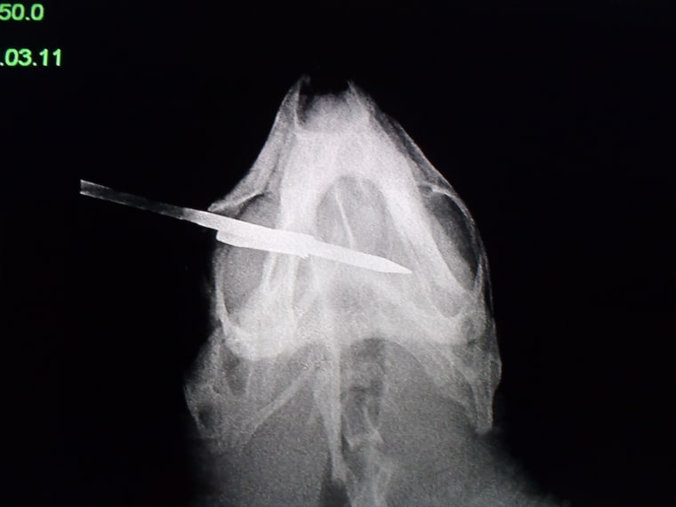 Image: Xray of spear in loggerhead
