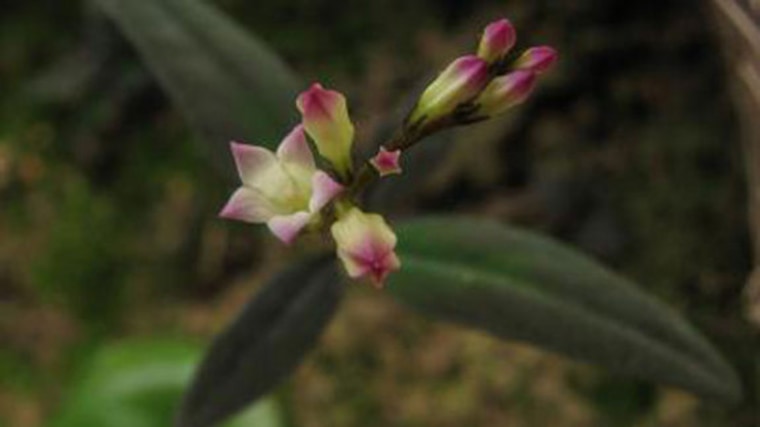 Photo of flower