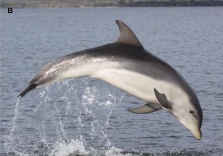 An example of the new dolphin species. Isolated off the coast of Australia, it may already be in danger.