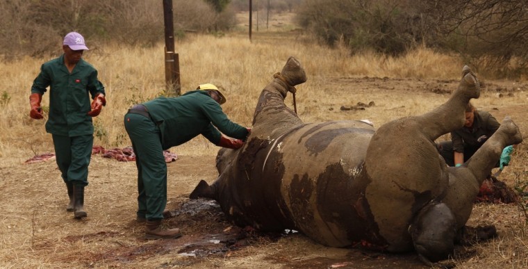 Image: Workers perform a post-mortem on the carcass of a rhino after it was killed for its horn by poachers at the Kruger national park in Mpumalanga province