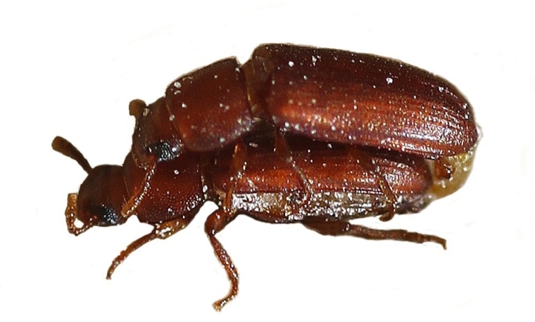 A mating pair of Tribolium castaneum flour beetles. By mating with multiple males, inbred females can rescue their reproductive fitness.
