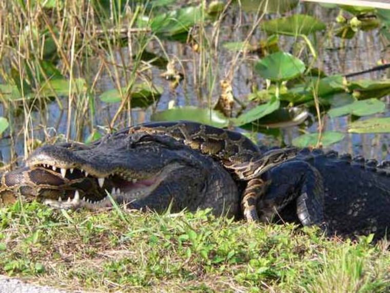 Image: Alligator squares off against Burmese python