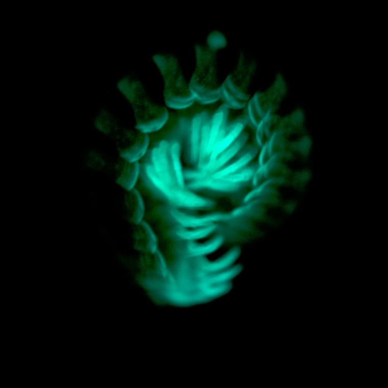A prolonged exposure shows the greenish glow of a Motyxia millipede, which scientists have found uses the glow to warn predators of their toxic oozing cyanide.