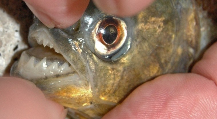 Image: Piranha found in Texas lake