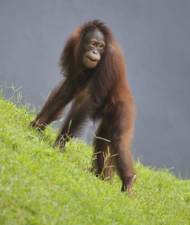 Image: An orangutan roams an enclosure in Ragun