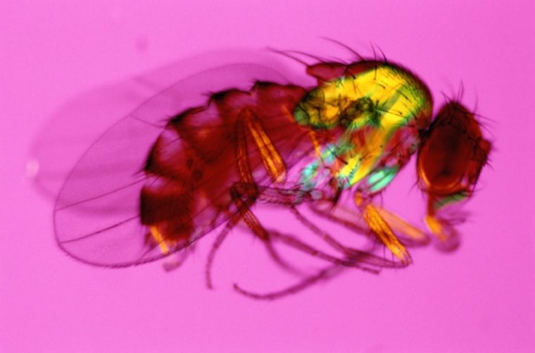 World s first true aphrodisiac turns fruit flies on