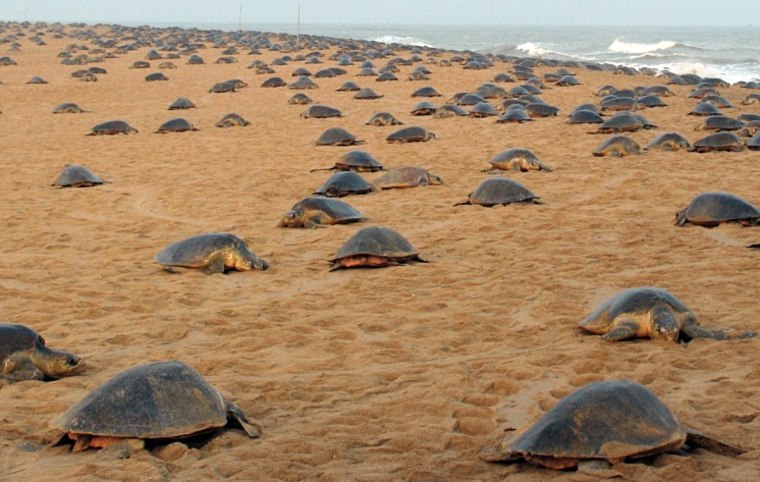 Image: Olive ridley turtles on beach