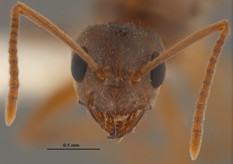 Image: A queen Nylanderia pubens (ant) specimen