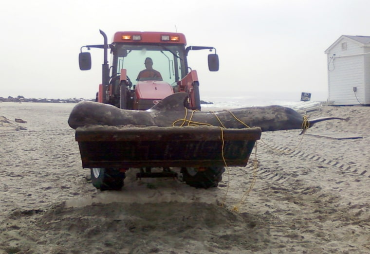Image: a  740-pound pilot whale that died shortly after washing up on a beach in Allenhurst N.J.