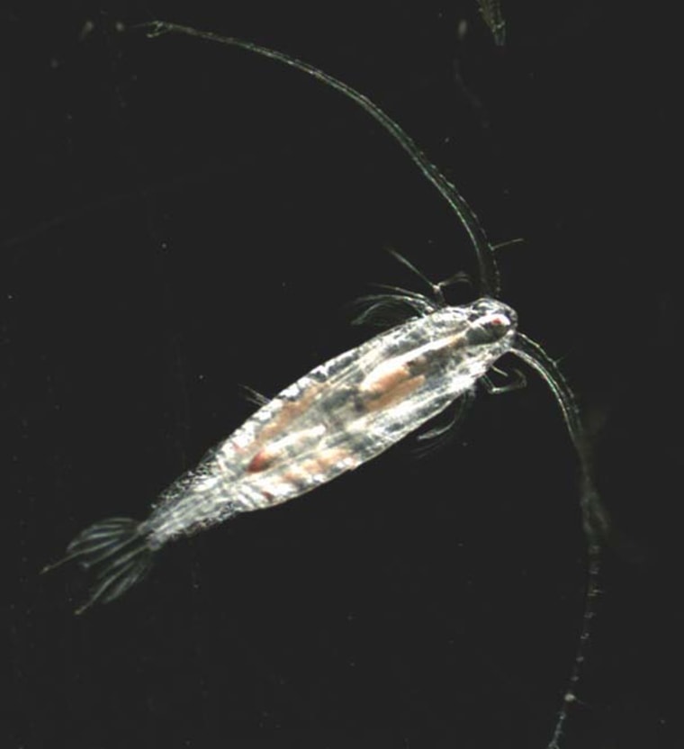 Data from many copepods, similar to this one, has given scientist insight into how warming temperatures could cause individual animals to become smaller. Copepods are tiny, water-dwelling crustaceans, and an important part of ocean food webs. This is a large, Arctic-dwelling copepod. 